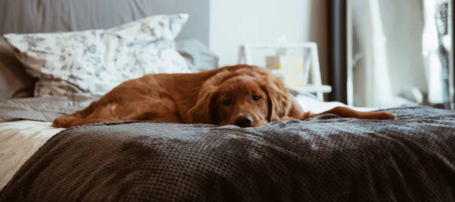 Should Your Pet Be In The Bedroom?